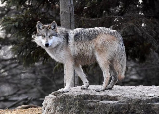 Швеция разрешила крупнейшую охоту на волков в новейшей истории