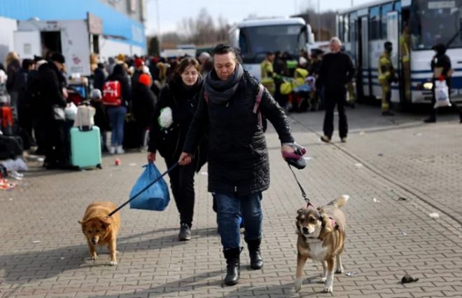 Польша отменила упрощенные правила перевозки домашних животных для украинцев