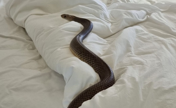 В постель к австралийцу заползла ядовитая змея: уснула под одеялом