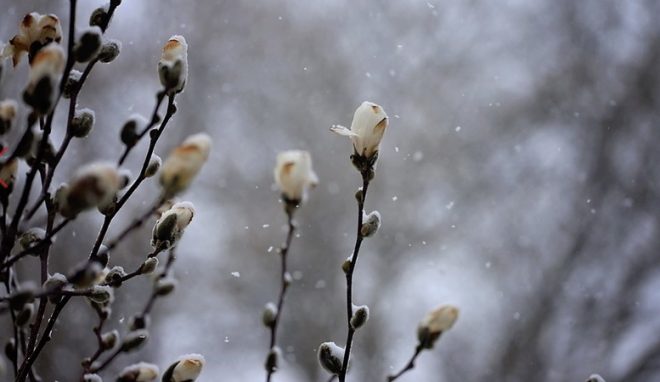 19 марта в нескольких областях Украины выпал снег, резко похолодало: подробно