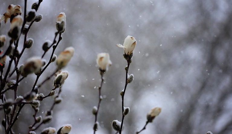 На этих выходных в Карпатах пойдет мокрый снег, будут заморозки, в нескольких областях Украины &#8212; дожди