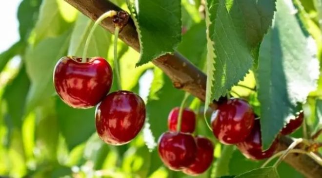 Как отвадить птиц от деревьев черешни и кустов малины: советы садоводов