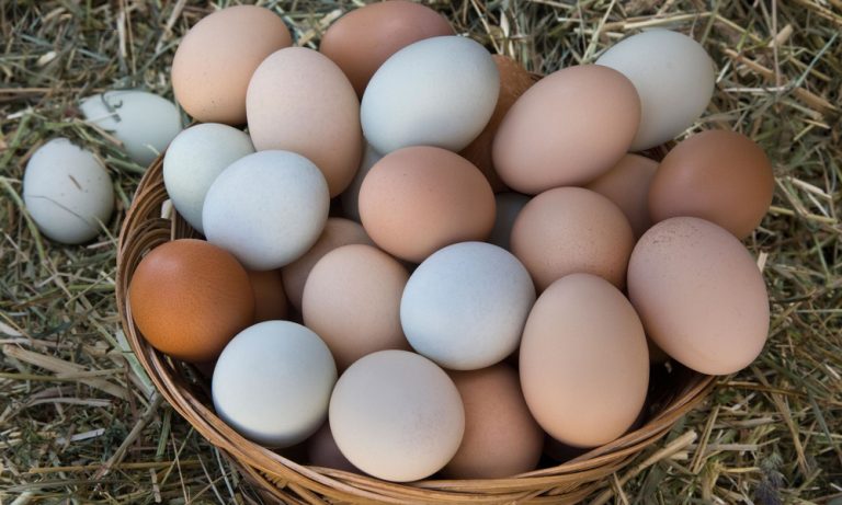 В Норвегии возник дефицит куриных яиц перед Пасхой, за ними едут в Швецию &#8212; СМИ