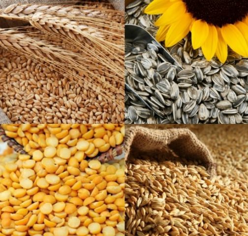 Аграрные министры Украины и Польши договорились выработать план взаимодействий по экспорту зерна