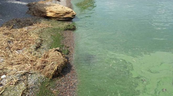 Из-за токсичных бактерий в Черном море зацвела вода