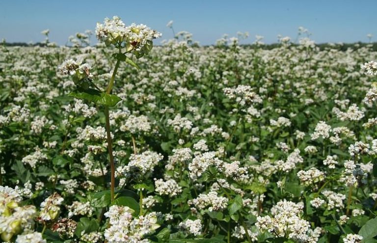 В Украине этой весной больше полей засеяли гречкой, горохом и пшеницей, чем в прошлом году