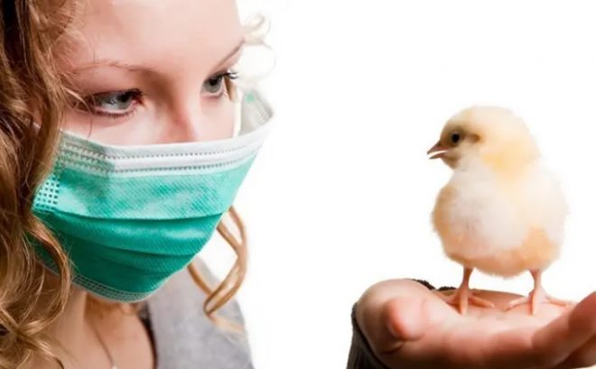 В Финляндии и Норвегии &#8212; вспышки птичьего гриппа: на норвежской территории запретили посещать три заповедника