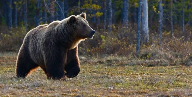 В Винницкой области в поле заметили бурого медведя: опасен для людей