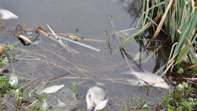 В воде обнаружили неизвестные вещества: в Полтавской области запретили купание и ловлю рыбы