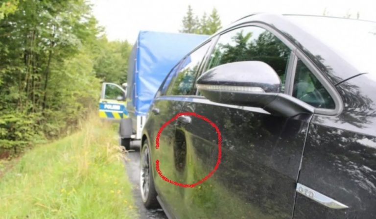 В Германии бизон помял авто водителю, который пропускал стадо через дорогу