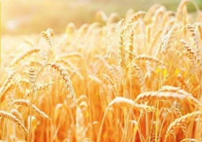 Четыре страны призывают Украину отозвать жалобу в ВТО из-за запрета на импорт зерна в ЕС