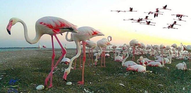 В нацпарке в Одесской области впервые в Украине вылупились сотни птенцов розовых фламинго  