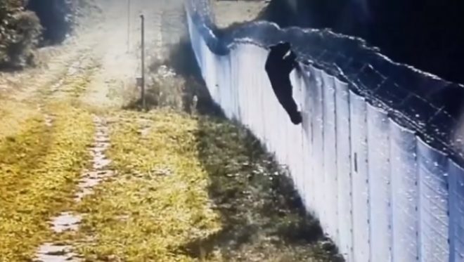 Толкал забор, рыл подкоп: медведь отчаянно пытался перейти границу Литвы и попасть в Беларусь