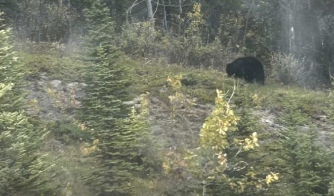 &#171;Это животное опасно&#187;: в 30 км от Львова заметили в селе медведя