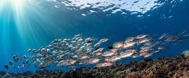 Из-за глобального потепления океаническая рыба уменьшается в размерах &#8212; ученые