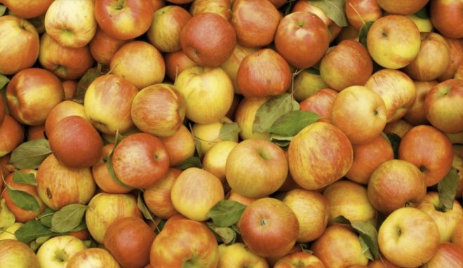 Только не рядом с картофелем: как правильно хранить яблоки, чтобы они лежали всю зиму