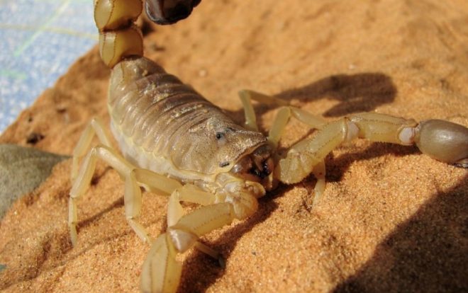 В пустыне ученые обнаружили новый вид ядовитых скорпионов