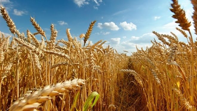 К началу лета 2024 в Украине и в мире подорожает зерно &#8212; УЗА