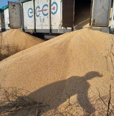 Взломали вагоны с кукурузой: в Польше в четвертый раз рассыпали украинскую агропродукцию
