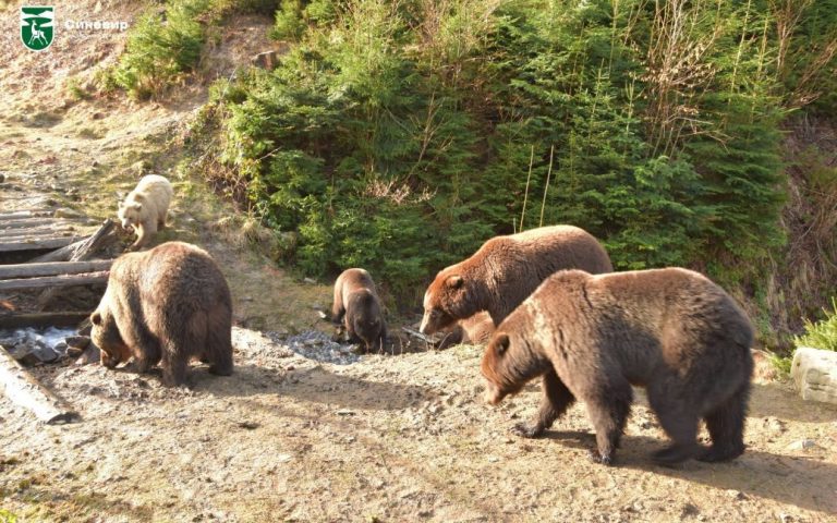 В Карпатах медведи выходят из зимней спячки и гуляют по лесу