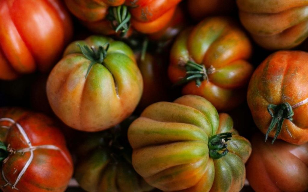 Как сохранить целыми помидоры, которые созрели и трескаются на ветках: огородники советуют правильный полив