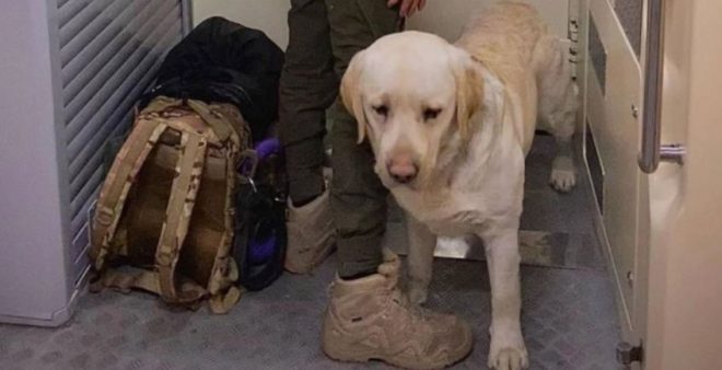 «Укрзализныця» после скандала с военным и собакой обновит правила перевозки животных в поездах