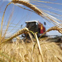 Урожай-2024 в Украине будет на 8 млн тонн меньше предыдущего – прогноз Минагрополитики