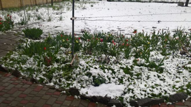 В Ивано-Франковске и области сегодня выпал снег