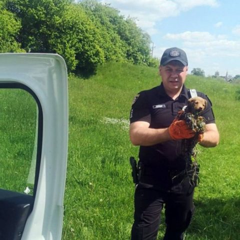 В Хмельницкой области полицейский спас щенков, застрявших в растопленной смоле