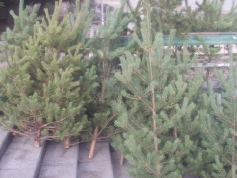 На Львовщине правоохранители изъяли из незаконной продажи елки на 76 тыс. грн