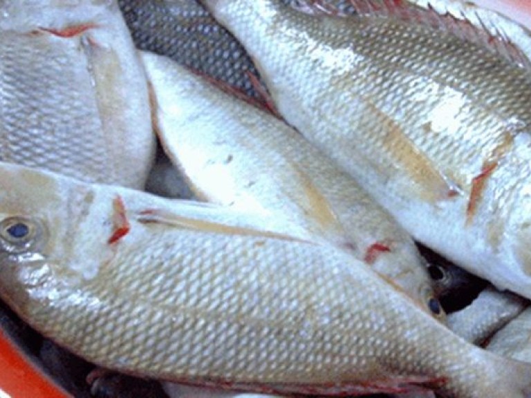 За первые 11 месяцев 2013 года Украина увеличила импорт кокса, рыбы и подсолнечника