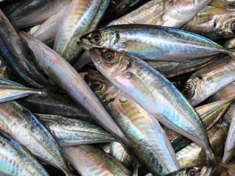 С начала года вылов рыбы в Украине сократился на 22% &#8211; Госстат