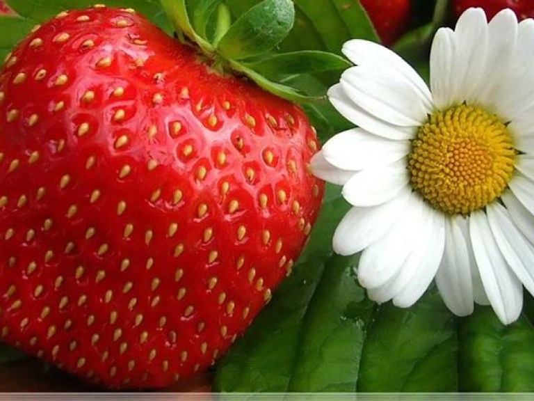 При переходе на ягоды летом велик риск расстройства желудка – врач