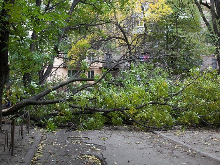 Во Львове в результате грозы были повалены деревья в нескольких районах (ФОТО)