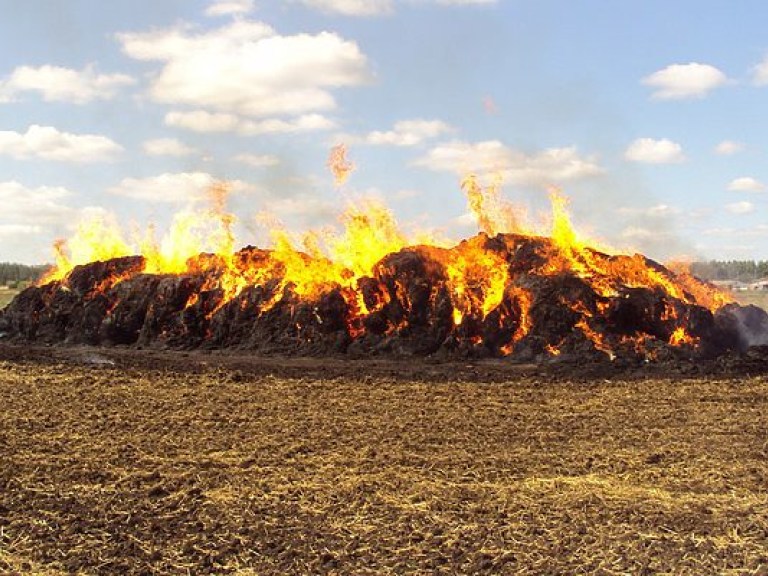 В Ровенской области из-за аиста загорелись скирды соломы и сена