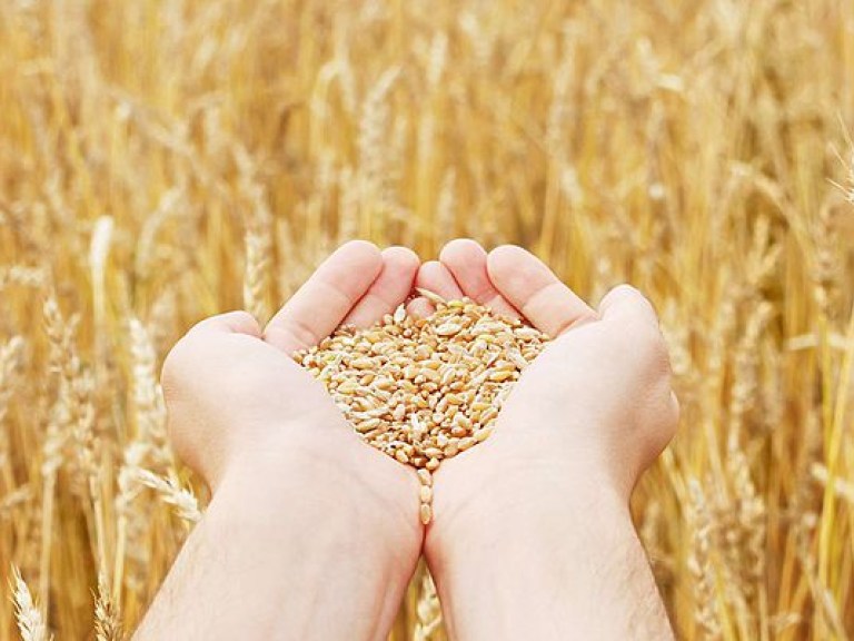 Вагонов для перевозки зерна в Украине вдвое меньше от необходимого количества – аграрии