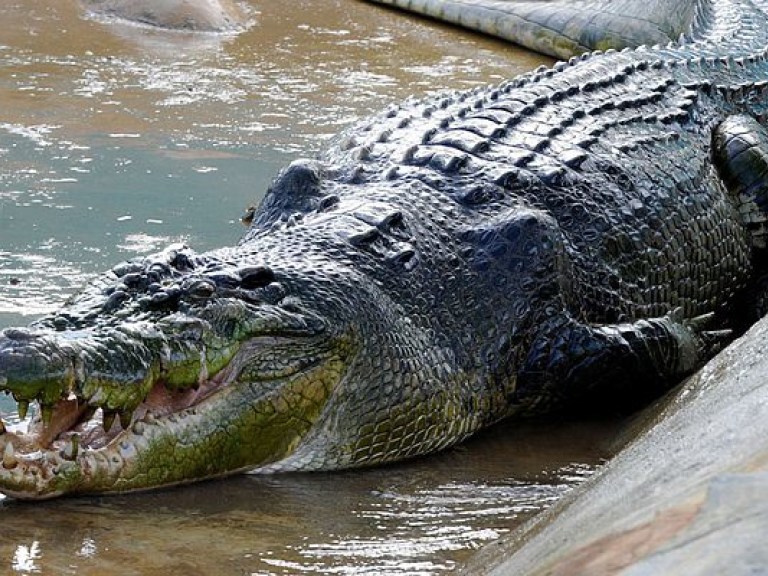 В Португалии обнаружили древнейшие яйца крокодилов (ФОТО)