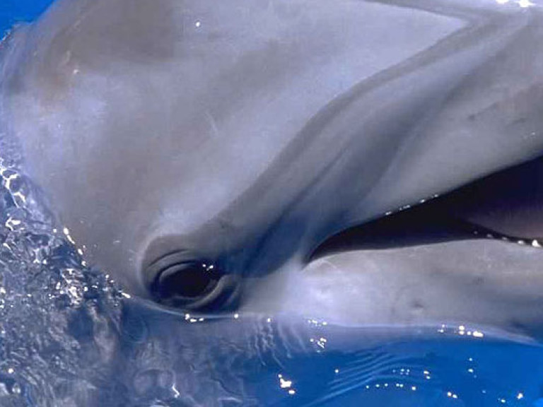 Под Севастополем начали массово гибнуть дельфины &#8211; СМИ