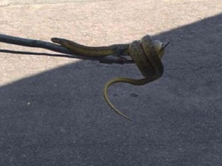 В Днепре поймали двухметровую змею (ФОТО)