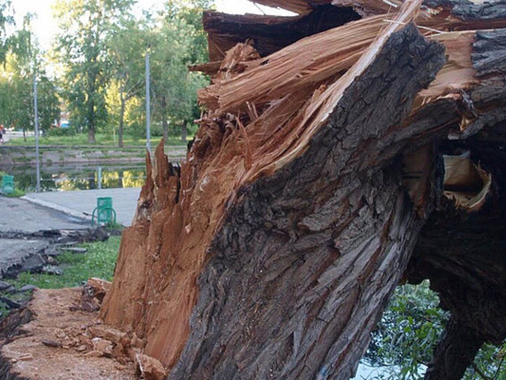 В Киевской области ветром повалило дерево, погибла женщина