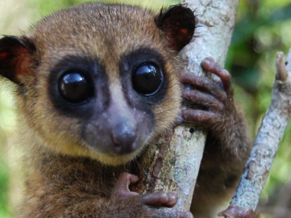 На Мадагаскаре открыли новый вид карликовых лемуров (ФОТО)