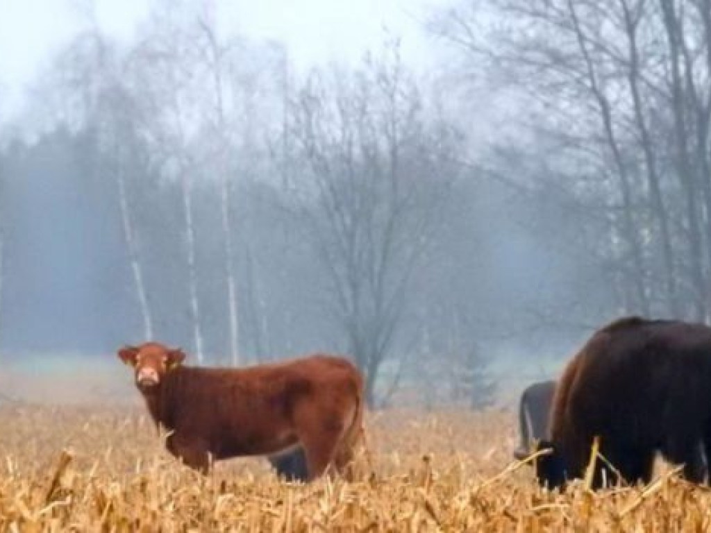 В Польше корова убежала от хозяина к зубрам (ФОТО)