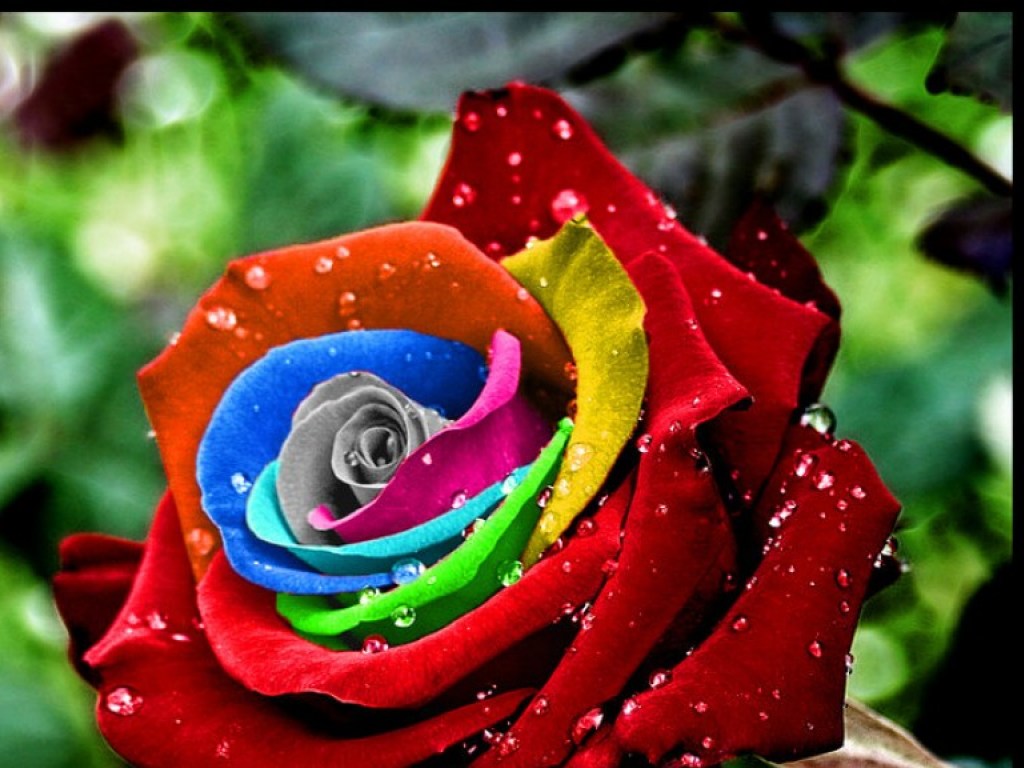 В Эквадоре создали необычные разноцветные розы (ФОТО)