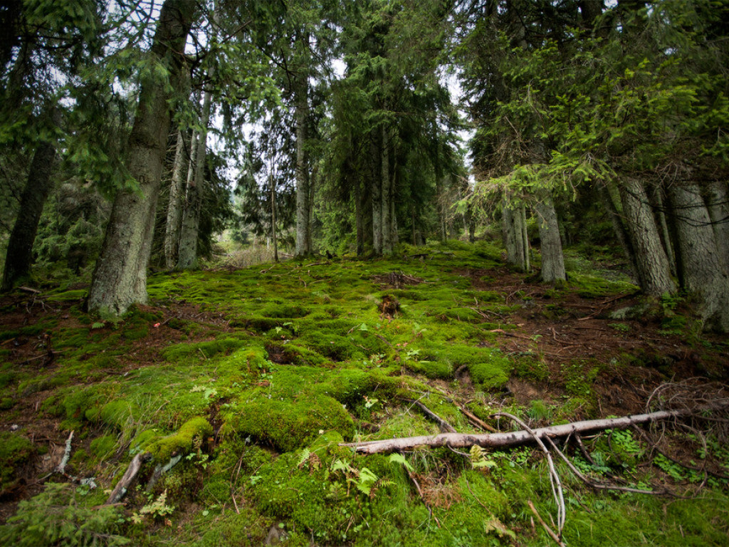 Эколог пояснила важность принятия Верховной Радой моратория на вырубку карпатского леса