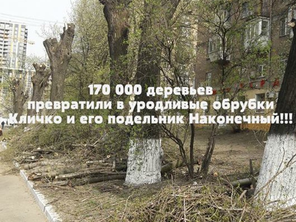 Облагораживая Киев, коммунальщики превратили в уродливые обрубки 170 тысяч деревьев &#8211; соцсети (ФОТО, ВИДЕО)