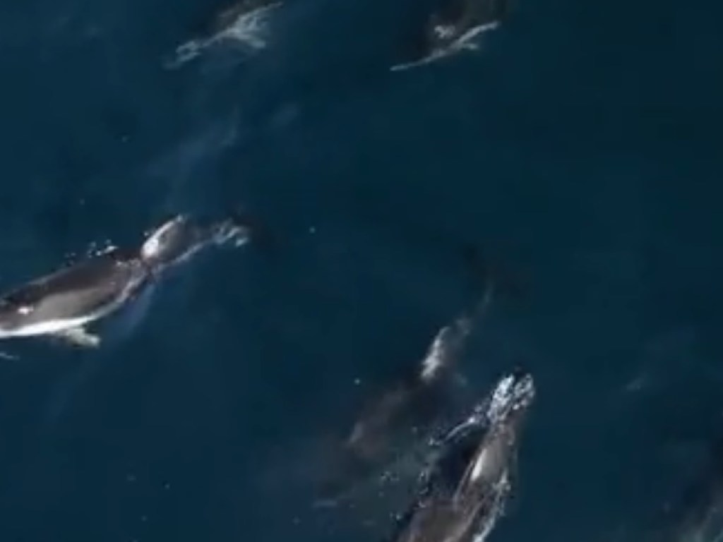 К горбатому киту пристали полторы тысячи назойливых дельфинов (ВИДЕО)