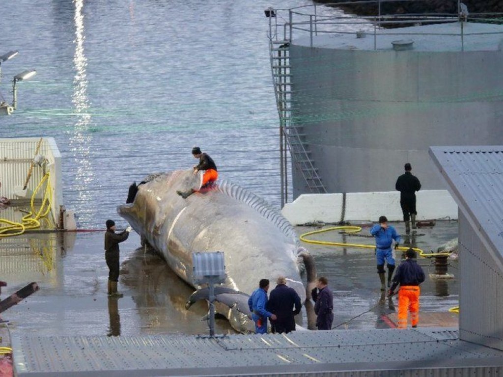Китобои в Исландии убили редкого голубого кита (ФОТО)