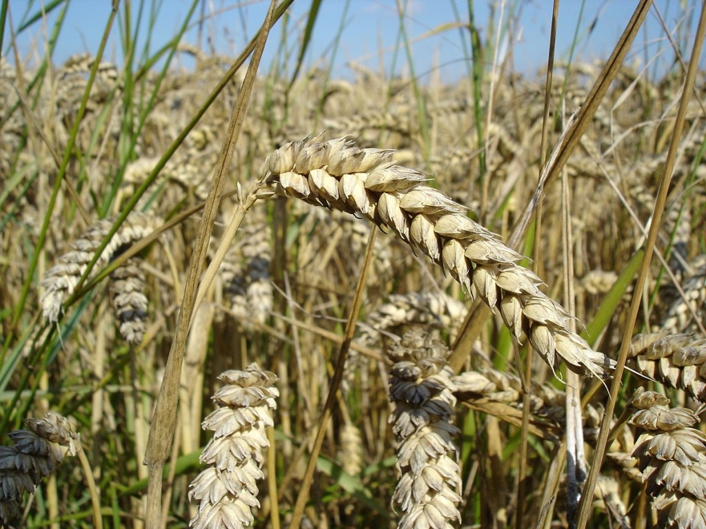 На полях Сумской области начали перезревать ранние зерновые культуры