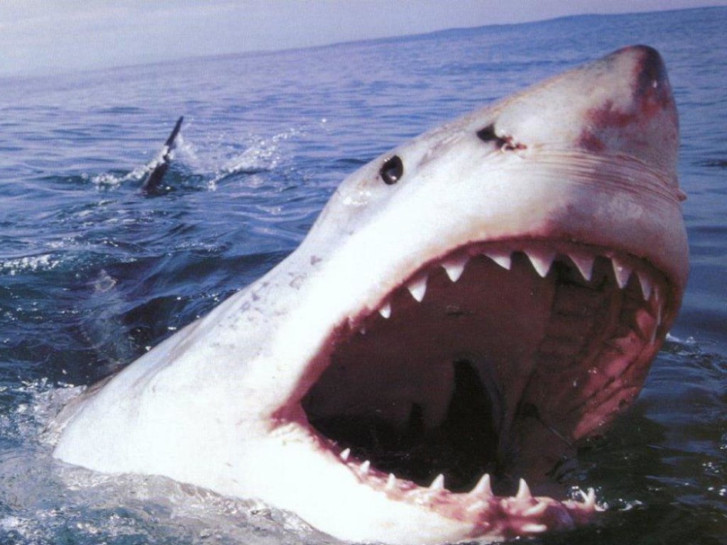 На австралийском пляже археолог-любитель нашел зуб древней акулы (ВИДЕО) 