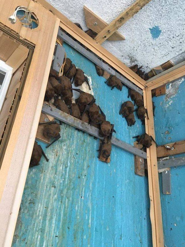 Незваные гости: В квартиру к пожилой харьковчанке залетело 60 летучих мышей (ФОТО)